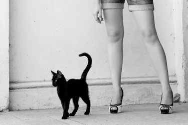 $216_kat-legs.webp