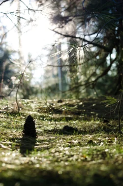 $pine cone (1 of 1).webp