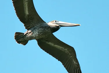 $Pelican.webp
