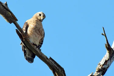 $Red tail Hawk 2.webp