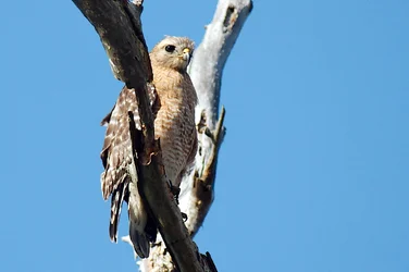 $Red tail Hawk 4.webp
