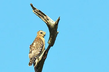 $Red tail Hawk 5.webp