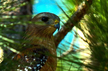 $Red tail Hawk 6.webp