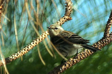 $some bird 1.webp