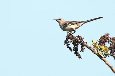 $Some bird 2.webp