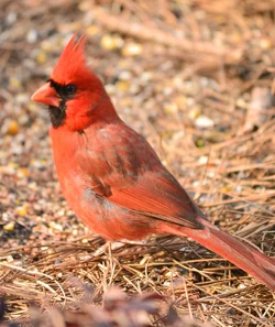 $Cardinal1.webp
