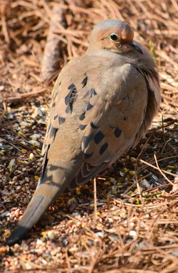 $MourningDove1.webp