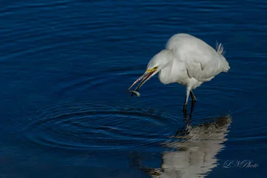 $white egret-2 resize.webp