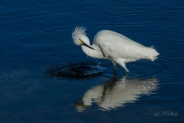 $white egret-3 resize.webp