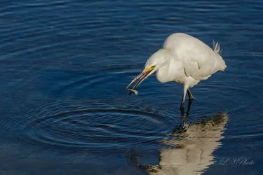 $great white egret-2 resize.webp