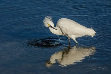 $great white egret-3 resize.webp