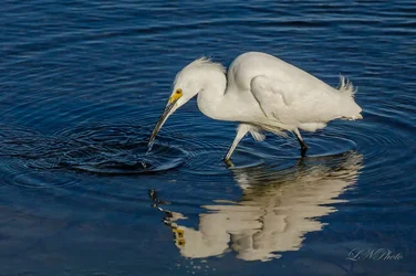 $great-white-egret-1-resize1111.webp