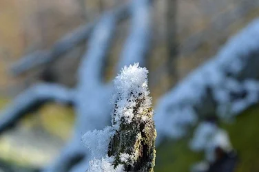 $countless flakes.webp $countless flakes.webp