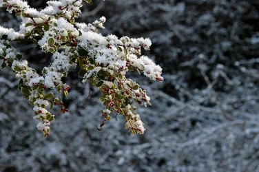 $Ice berries.webp $Ice berries.webp
