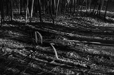 $Plant in Bamboo Forest Web Version.webp