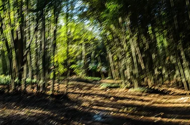 $Surreal Bamboo Forest Web Version.webp