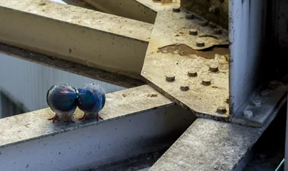 $birdieslove.webp