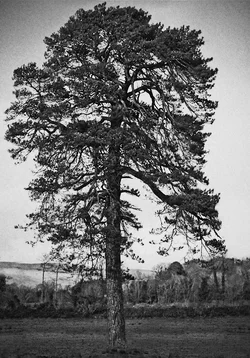 $tree2.webp