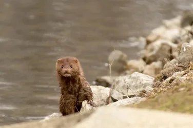 $Otter1.webp $Otter1.webp