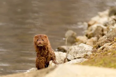 $otter2.webp $otter2.webp