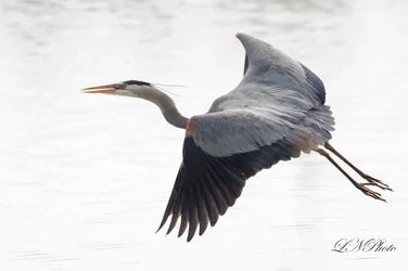 $Blue Heron 2.webp