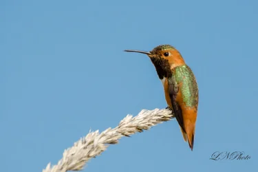 $hummingbird.webp