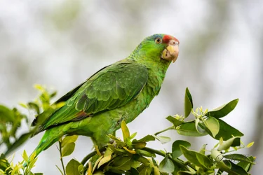 $parrot resize.webp