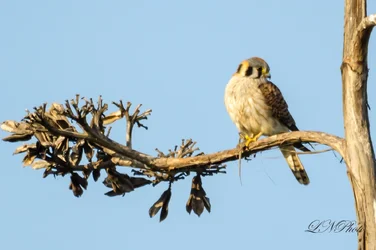 $American Kestrel.webp
