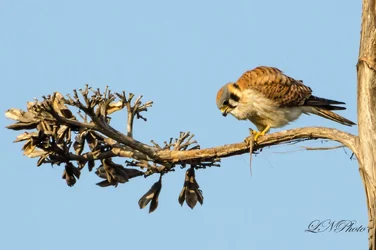 $American Kestrel 2.webp