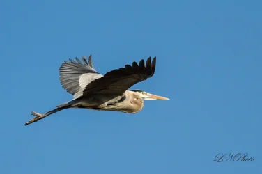 $Blue Heron.webp