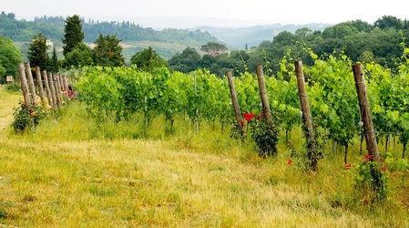 $Tuscan_Vineyard_-_June_2011-2.webp