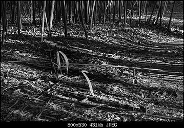$Plant in Bamboo Forest Web Version.webp