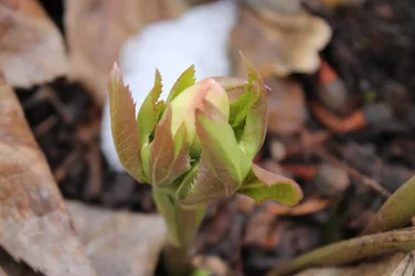 $IMG_0165.webp