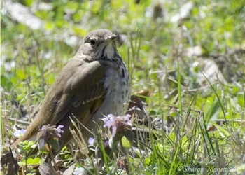 $SignsofSpring_2119editweb.webp $SignsofSpring_2119editweb.webp