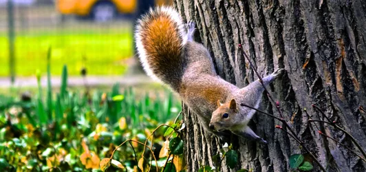 $central park wild life .webp