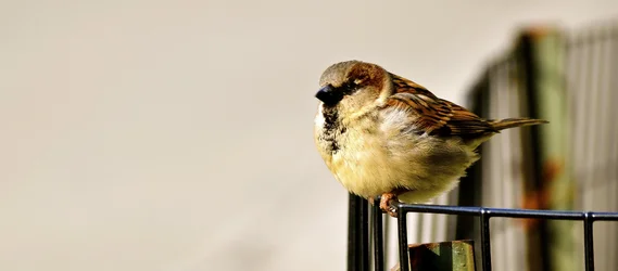 $Bird on fence .webp