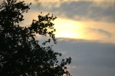 $_DSC0264.webp