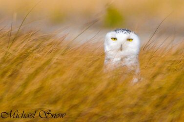 $Snowy Owl, Duxbury, MA.jpg
