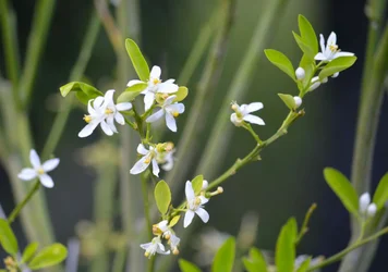 $_DSC0268.webp
