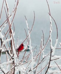 $Cardinal in a snowy tree-2.jpg