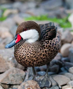 $duck.webp