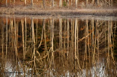 $Trees - Decker Pond.webp