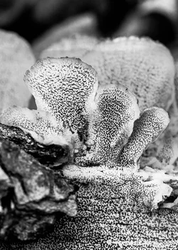 $Lichen1.webp