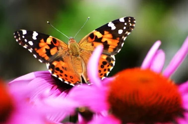 $Butterfly2.webp