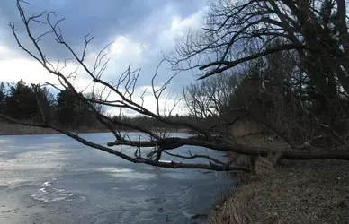 $Fallen.Tree (scaled).webp