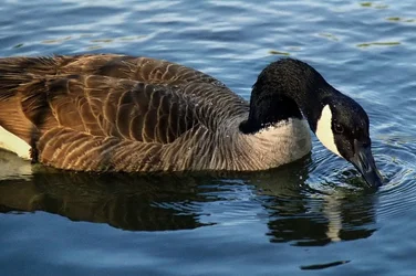 $goose.webp $goose.webp