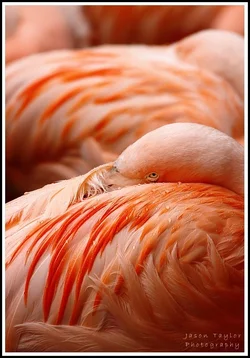 $flamingo eye new.webp