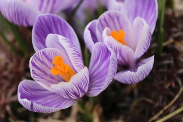 $flower.webp