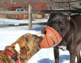 $dogs.webp