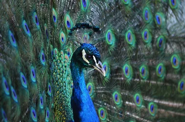 $Peacock.webp